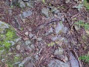 Nerdy Faery's Rear View Outdoor Golden Release 16/16