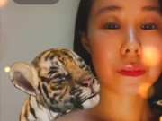 Cute Tiger - Screenshot 13 of 16 - HD