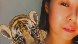 Cute Tiger