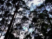 Ride with my girlfriend in the forest ends in a lot of cumshot 1/16