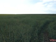 В наше первое свидание он отвез меня в поле чтобы трахнуть в машине и кончить мне на лицо 2/16