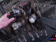 Asian girlfriend pulled out his big cock and sucked on it after a long day