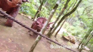 Aventura con los dinosaurios 