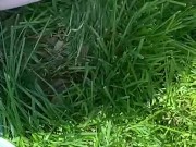 Cute feet playing in the grass