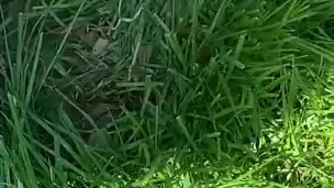 Cute feet playing in the grass