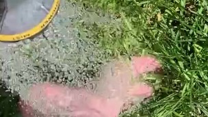 Getting feet really wet in the grass