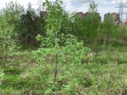 Если есть ДЕНЬГИ, то можно ВСЁ! Профессиональный пикап и сладкий минет на публике - Olivia Moore 3/16