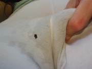 Think Anyone Will Notice WET HAIRY PUSSY? ** FREE FULL LENGTH VIDEO**  Content Now @ ManyVids OF 3/16