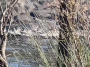 Nude River Swim and Fucking 12/16