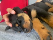 Coccole