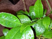 Meyer lemon - Screenshot 1 of 16 - HD