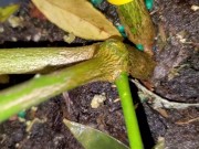 Meyer lemon - Screenshot 10 of 16 - Gta