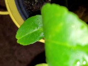 Meyer lemon