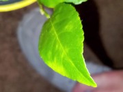 Meyer lemon - Screenshot 12 of 16 - Ps4