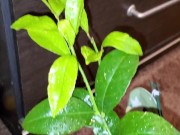 Meyer lemon - Screenshot 2 of 16 - Ps4