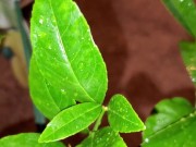 Meyer lemon - Screenshot 3 of 16 - Fortnite
