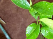 Meyer lemon - Screenshot 4 of 16 - Tree