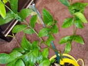 Meyer lemon - Screenshot 5 of 16 - Gta