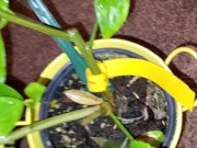 Meyer lemon - Screenshot 6 of 16 - HD