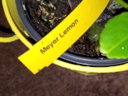 Meyer lemon - Screenshot 7 of 16 - Ps4