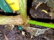 Meyer lemon - Screenshot 9 of 16 - Tree