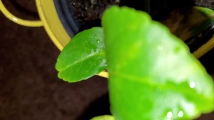 Meyer lemon