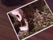 Bound opera performer gets anal plug and breast whipping while singing 1/16