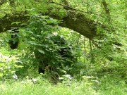 Hot teen couple explores a heavenly island, makes wild, passionate sex in the forest and get caught 2/16