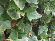 Under this sexy long dress I wear a ready to be filled with pee in this park 1/16