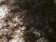 Seen this bitch on my walk. Nek minute, you guess lol 4/16