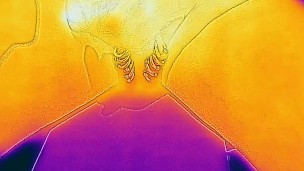 I took a video of ejaculation with a thermal camera