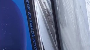 beeee in my window 