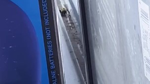 beee in my window 2