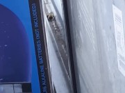 bee in window 4