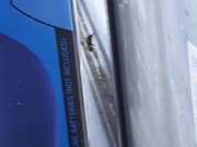 bee in window 4 - Screenshot 9 of 16 - HD