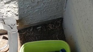Peeing in a bucket outside