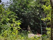 It is always a pleasure to harvest 12/16