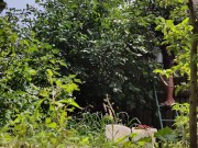 It is always a pleasure to harvest 13/16