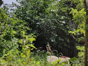 It is always a pleasure to harvest 15/16