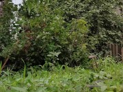 Harvest continues. Red currants 6/16