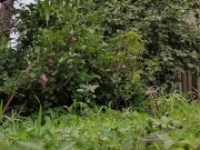 Harvest continues. Red currants 7/16