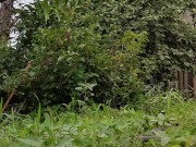 Harvest continues. Red currants 8/16