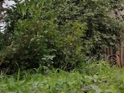 Harvest continues. Red currants 9/16