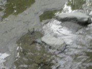 playing with the mud - Screenshot 11 of 16 - HD