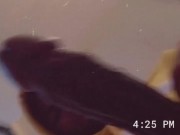 LasVegasBBCSOLO  - Screenshot 7 of 16 - Hood Dick