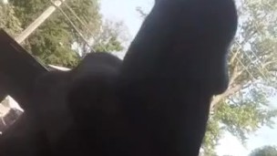 Just playing with my dick outside