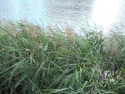 PUBLIC ON A BENCH. A SUNNY DAY A CUTE PUSSY 2/16