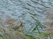 PUBLIC ON A BENCH. A SUNNY DAY A CUTE PUSSY 5/16