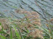 PUBLIC ON A BENCH. A SUNNY DAY A CUTE PUSSY 6/16