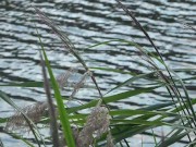 PUBLIC ON A BENCH. A SUNNY DAY A CUTE PUSSY 7/16